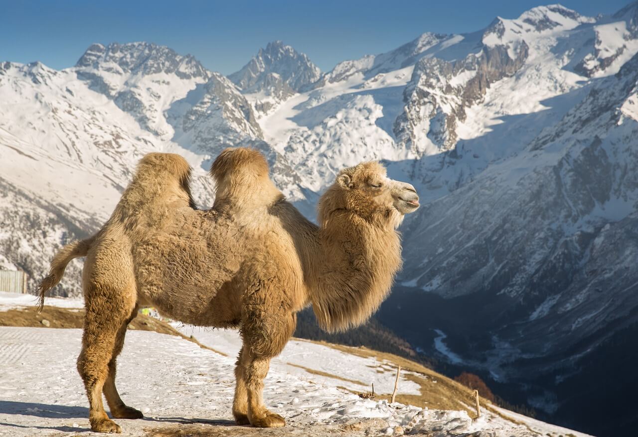 Old World camels comprise two domestic forms, the Bactrian or two-humped camel (Camelus bactrianus). Photo by Maria Kray.