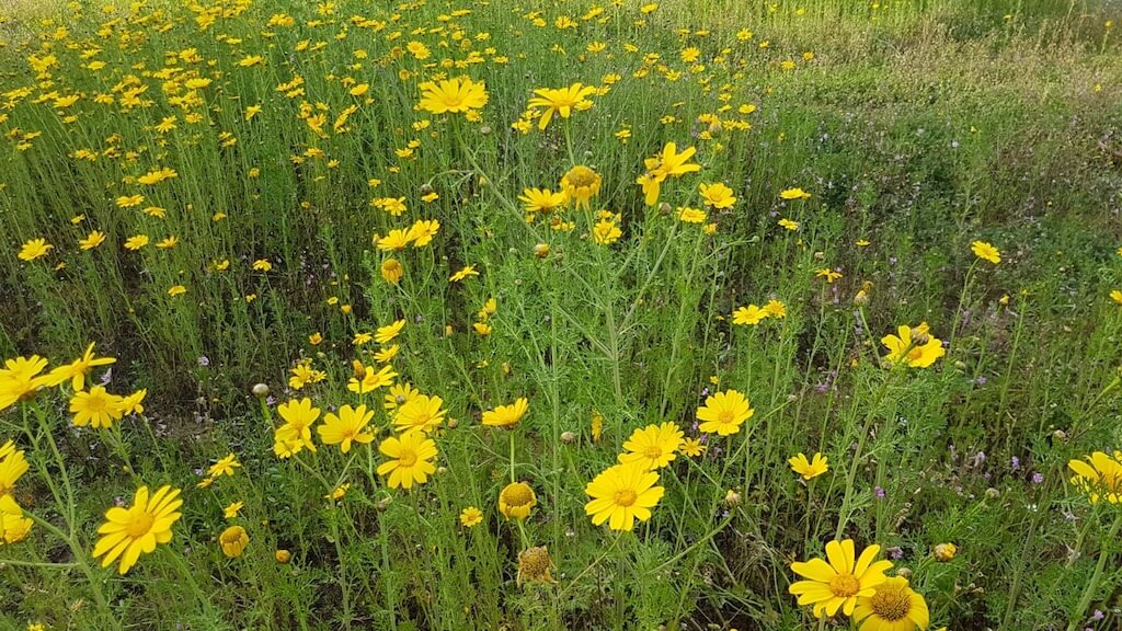 Figure 4. Crown daisy in bloom. The petals of the crown daisy can be white or yellow with a yellow crown in the center. Photo by the author.