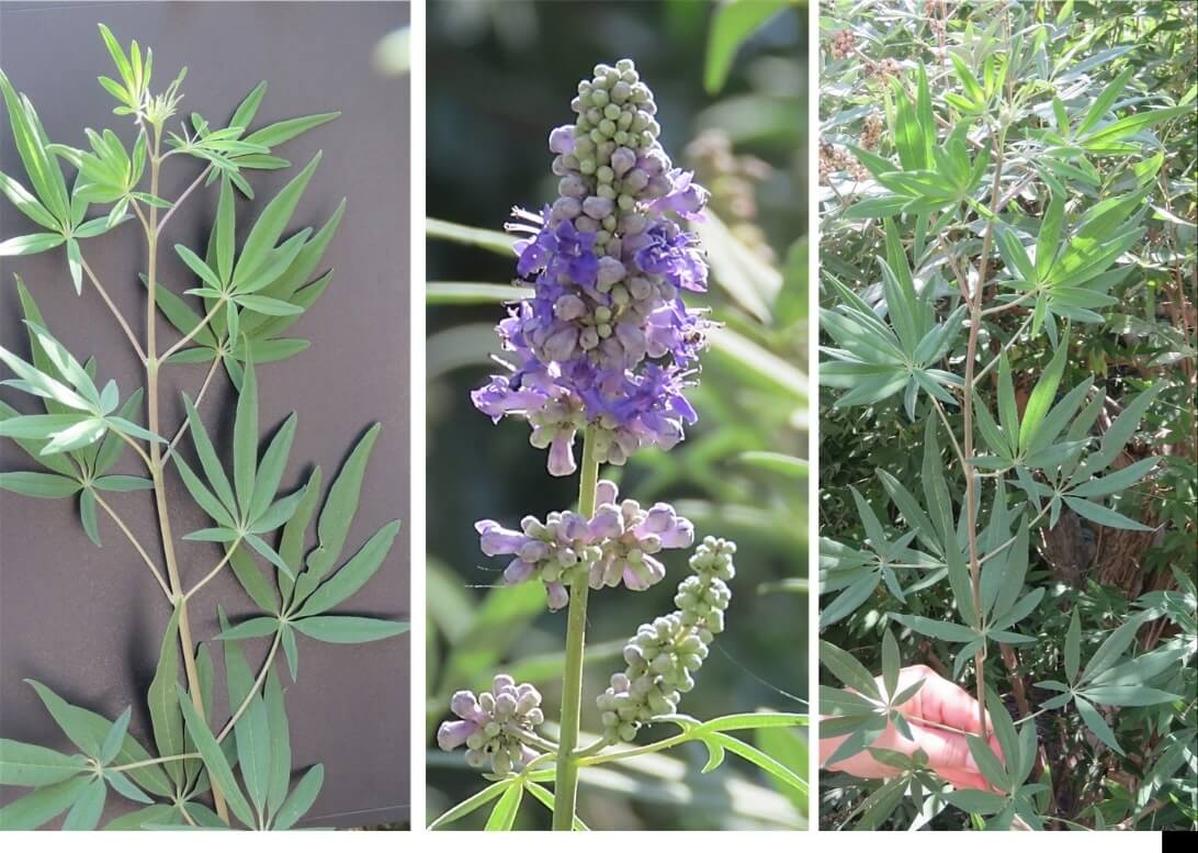 Chaste tree: leaves and inflorescence. Photo by the author