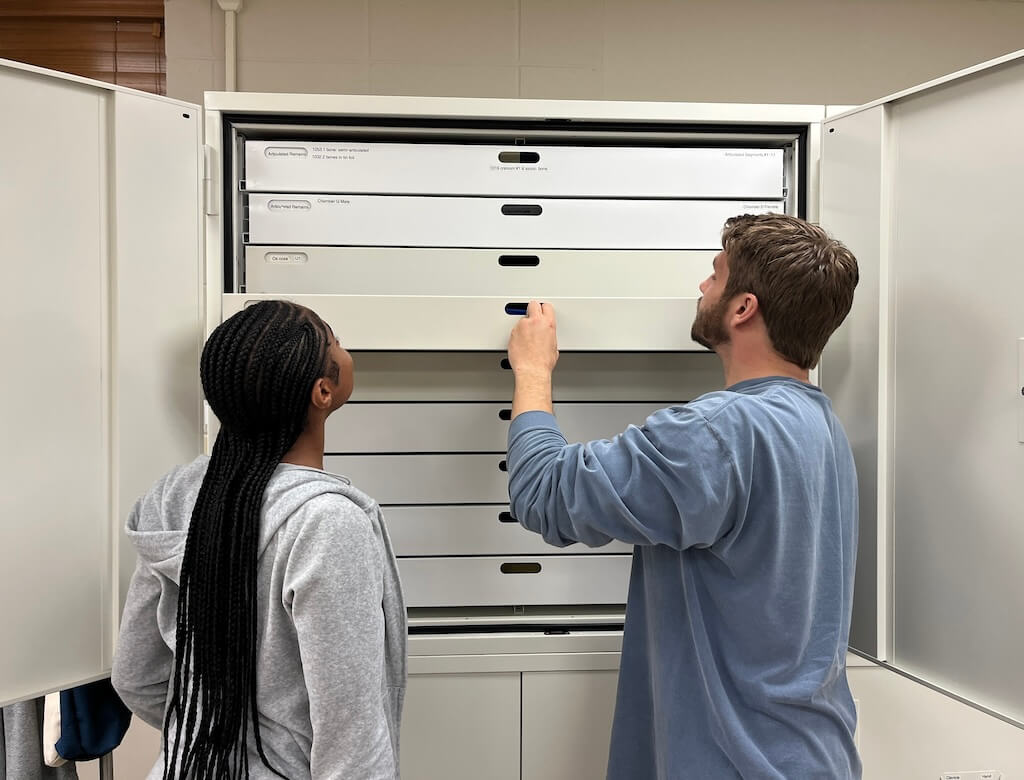 Undergraduate students at the University of South Alabama assist with the curation of archaeological human skeletons from a legacy collection. Photo by L. A. Gregoricka.