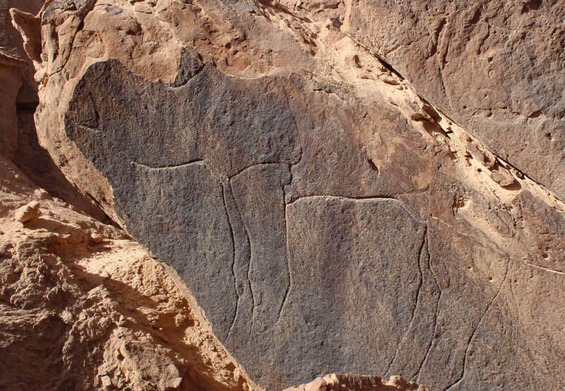 Figure 10. Detailed camel engraving near Dumat al-Jandal. The legs, abdomen and lower neck are clearly visible and details such as the texture of the coat and the callosities on the legs are identifiable. Part of the hump remains visible above a crack in the boulder. © Maria Guagnin