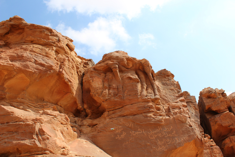 Figure 2. Ground view of the most complete relief at the Camel Site, showing the legs, abdomen and body of a camel high up on a cliff. © Maria Guagnin