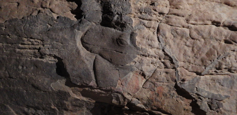 Figure 6. Detail photograph of Panel 8, showing the head and bulging neck of a male camel in rut, with detailed representation of the camel’s mouth and eye. © Guillaume Charloux