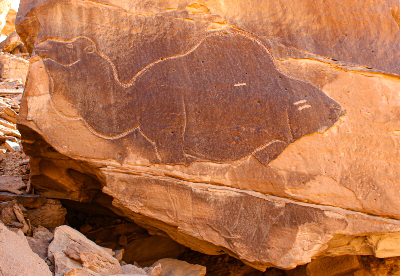 Figure 9. Camel engraving near Dumat al-Jandal, showing a detailed carving of a male camel in rut that has been re-worked multiple times. The outline has recently been scratched, giving it a lighter colour. The original line of the abdomen, the legs, and details of the neck have retained their original desert varnish. © Maria Guagnin