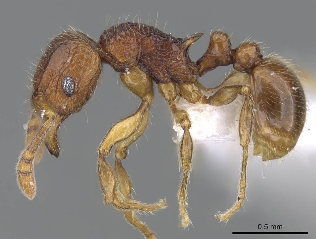 The ant species Tetramorium gilgamesh, which lives in the Madagascan rainforest and was discovered by Francisco Hita Garcia and Brian L. Fisher in 2014. Photo by Michele Esposito / CC-BY-4.0.