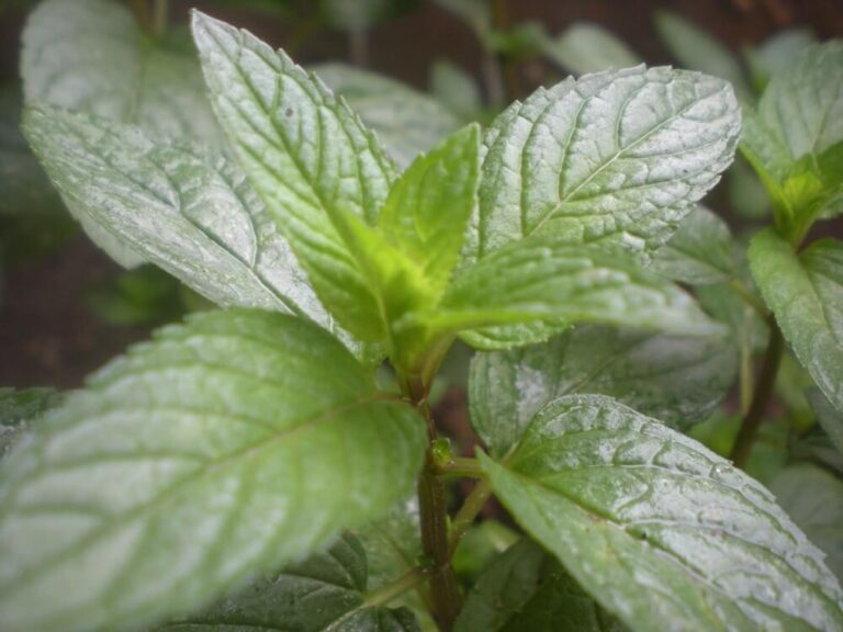 Mentha piperita (peppermint). Photo by Mäta, CC BY-SA.