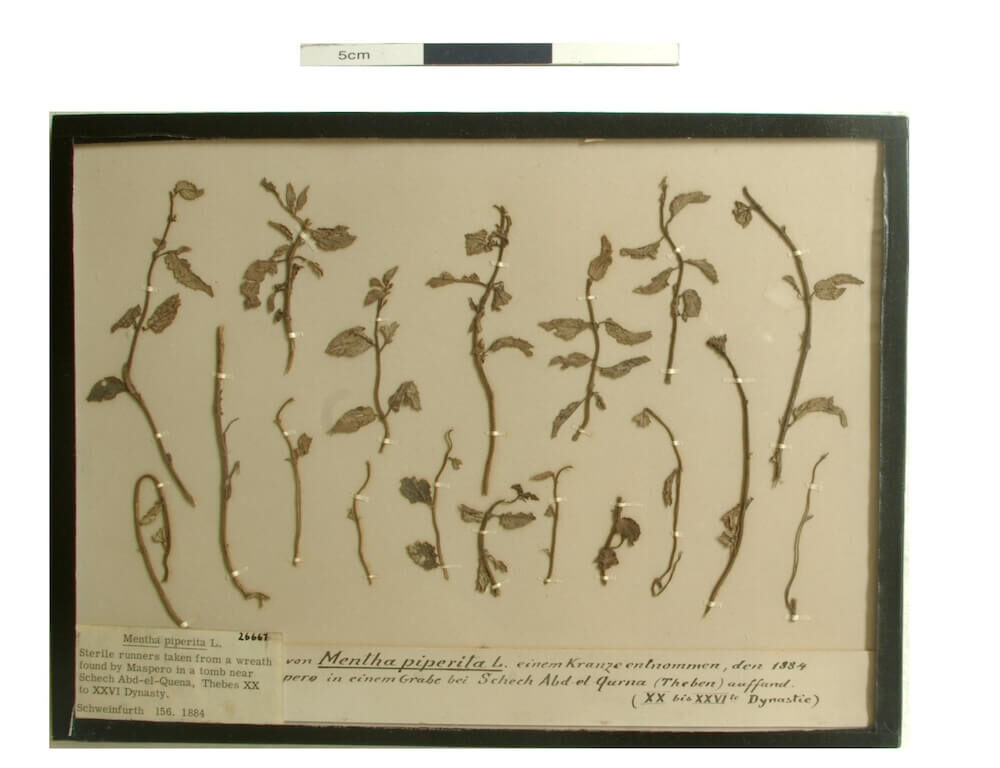 Sterile runners of supposed Mentha piperita identified by Schweinfurth. (Courtesy of the Economic Botany Collection; Royal Botanic Gardens, Kew: EBC 26667).