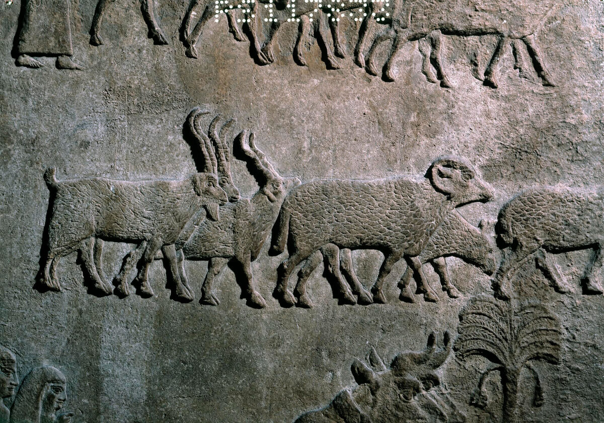 Detail of an alabaster wall panel relief displaying fat-tailed sheep and goats. Nimrud: Central Palace, 8th century BCE. Museum number: BM 1848,1104.5. © The Trustees of the British Museum