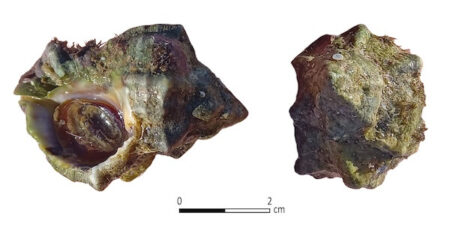 Hexaplex trunculus shell collected near Tel Shiqmona. Four hundred such shells were identified by two free-style divers within 90 mins at a depth of one to two meters on October 20, 2020. Photo by Ayelet Gilboa. Image credit: Golan Shalvi et al. (2025), PLOS ONE (Figure 3). Licensed under CC BY 4.0.