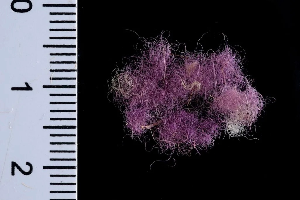 A patch of purple wool from Timna Valley in Israel, likely dyed using murex. Photo by Dafna Gazit / Courtesy of the Israel Antiquities Authority. Image credit: Sukenik et al. (2021), PLOS ONE (Figure 2). Licensed under CC BY 4.0.