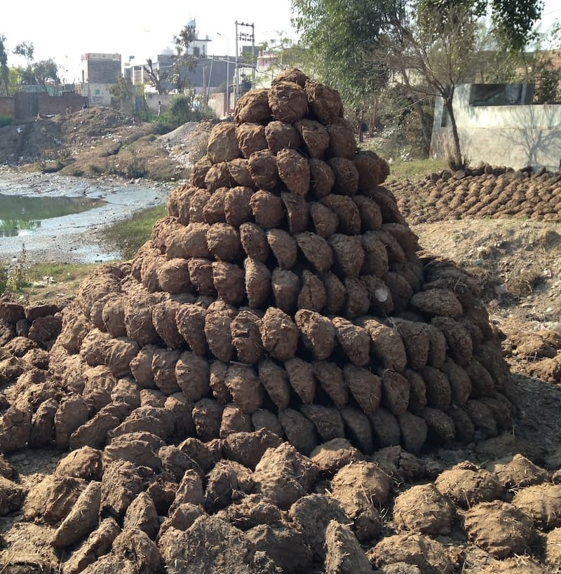 Piles of dung cakes drying. Nihal Singh Wala, District Moga, Punjab, India 2014. Photo by Satdeep Gill, CC By-SA 3.0.