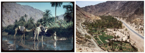 The palm grove of the oasis of Wadi Feiran (Biblical Rephidim) at the foot of Mount Serbal : (a) originally captured in 1900-20 by ACJ and colored in 1950-77 CE, (b) 23 April 2009 CE by SPR, Library of Congress, Prints & Photographs Division, LC-DIG-matpc-23011