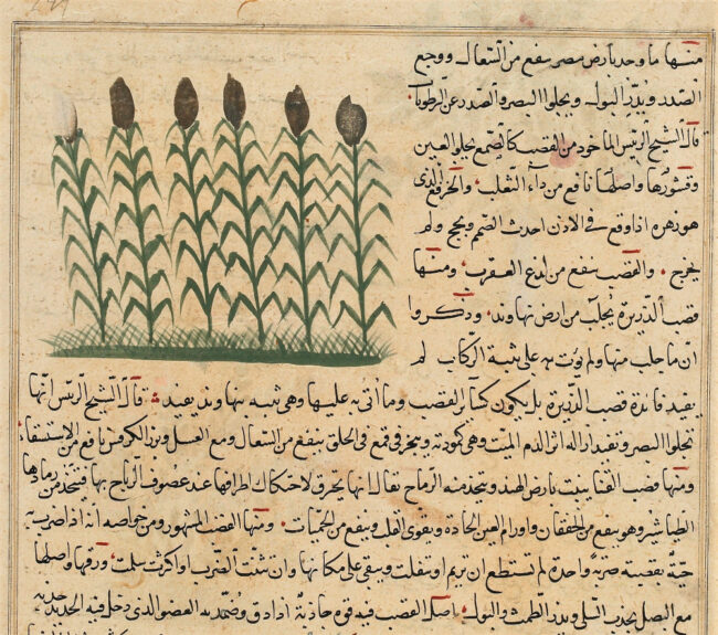 Sugar cane, one of the crops brought to Egypt by the spread of Islam. Muḥammad al-Qazwīnī, ʿAjāʾib al-Makhlūqāt, F1954.78v, detail. Freer Gallery of Art and Arthur M. Sackler Gallery, Smithsonian Institution, Washington, D.C.