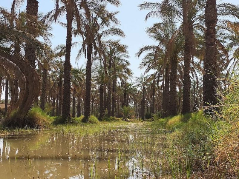 - Modern irrigated date palm grove in Iran. Palm groves in the Nippur region were probably quite similar to the one depicted here. Image: Rohalamin via Wikimedia Commons. CC BY-SA 4.0