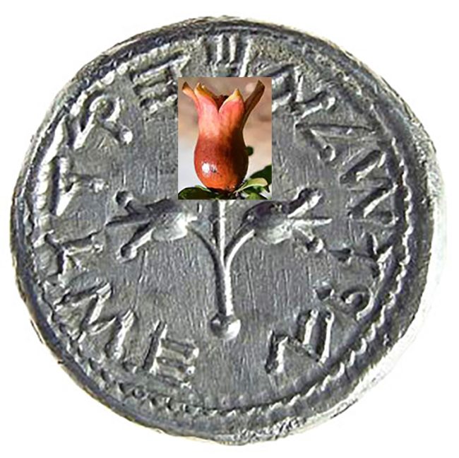 Image from Guide to Biblical Coins showing an actual pomegranate bud superimposed on the same motif, illustrating the design of a silver shekel of the Jewish War (66-70 CE). Credit: Guide to Biblical Coins 6th Edition.