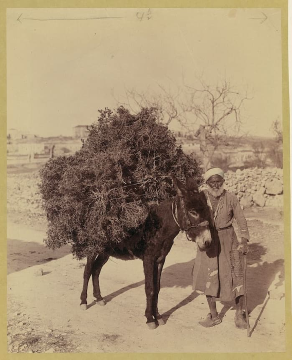 A donkey carrying collected brush and roots for fuel, Ottoman Palestine between 1900 and 1910. Library of Congress, Matson Collection, LOT 13756, no. 18.